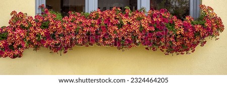 Red yellow petunia flowers on house window. Banner. Hanging colorful blooms, closeup. Traditional floral decoration of German building. 