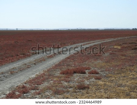 Panoramic view of the disaster of the Doñana National Park, Huelva, Spain, agriculture and illegal constructions and malpractice in its management. Royalty-Free Stock Photo #2324464989