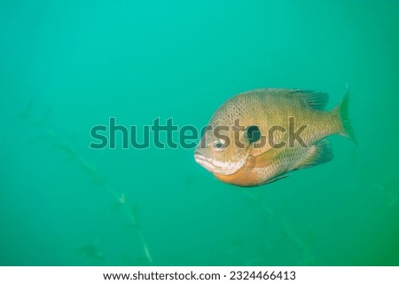 Dollar Sunfish in it's natural environment in an inland lake.