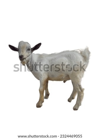 Lamb, animal, farm animal, white farm