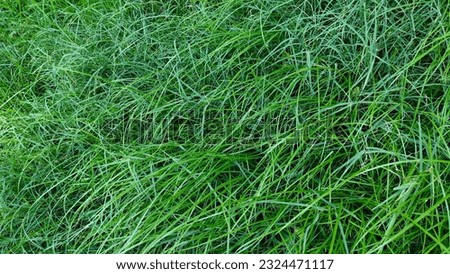 Green grass. Green nature background of the lawn.