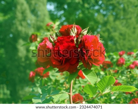 Pink rose flower var. Erotica. Fragrant Floribunda Rose blooms. Medium sized flowers in clusters. Hybrid tea roses in garden Royalty-Free Stock Photo #2324474071