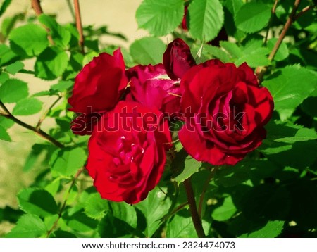 Pink rose flower var. Erotica. Fragrant Floribunda Rose blooms. Medium sized flowers in clusters. Hybrid tea roses in garden Royalty-Free Stock Photo #2324474073