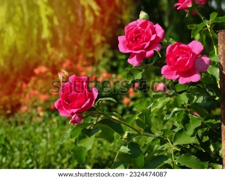Pink rose flower var. Erotica. Fragrant Floribunda Rose blooms. Medium sized flowers in clusters. Hybrid tea roses in garden Royalty-Free Stock Photo #2324474087