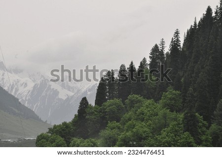 Misty Landscape of a Beautiful dense Forest at Sonmarg, India