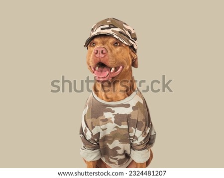 Cute brown dog, military shirt and army cap. Closeup, indoors. Studio shot. Congratulations for family, loved ones, relatives, friends and colleagues. Pets care concept