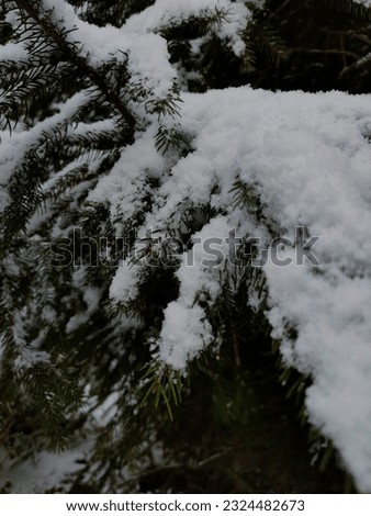 Winter picture of beautiful branches under snow 