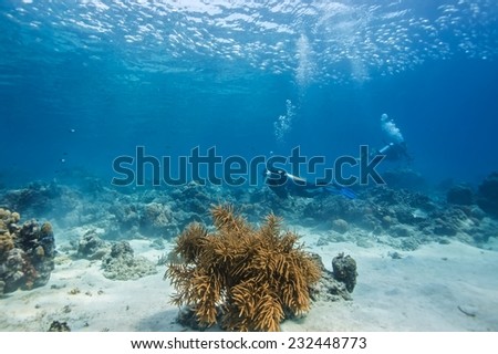 School of jack fish and diver pass through coral reef in Dimakya Island, Palawan.