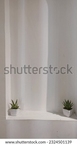 2 ferns in a white background taken from mobile device 