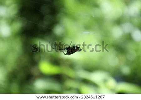 Side view of a Pear shaped Opadometa (Leucauge Fastigata) spider in the web, the spider's view by shallow depth of field