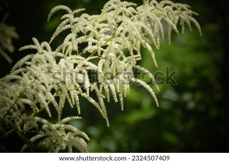 Garden plant Aruncus dioicus blooming in a summer time. Stock Photo