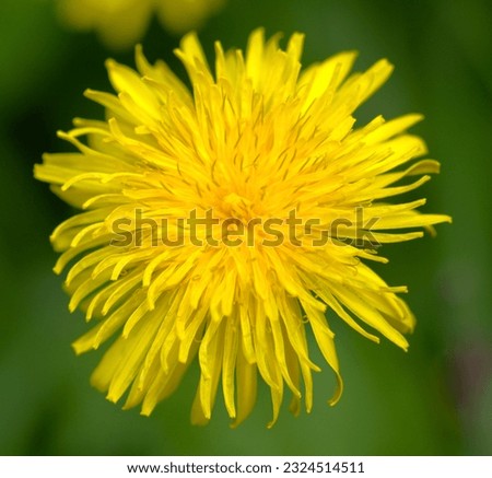 Spring time brings an abundance of yellow dandelion flowers (Taraxacum) to the country garden adding colour to the fresh green grass