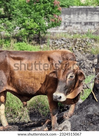 Goat or cows are eating grass at the animal market during the preparation of the sacrifice on Eid al-Adha.Cow for Hari Raya Qurban. Sacrificial animals. Blurred and defocused Royalty-Free Stock Photo #2324515067