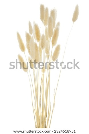 Dried lagurus isolated on white background, closeup Royalty-Free Stock Photo #2324518951