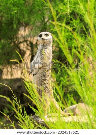 Meerkat standing on a tree stump with a lush green natural background