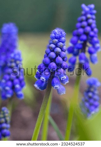 Beautiful blue Grape Hyacinth flowers close up Royalty-Free Stock Photo #2324524537