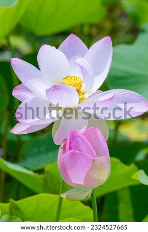 Pink lotus flowers that bloomed beautifully after the rain