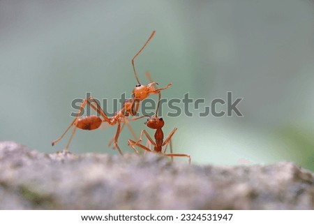 Weaver ants closeup, Weaver ants closeup on rock