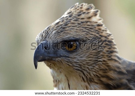 Closeup head of a changeable hawk eagle on natural background, Closeup head changeable hawk eagle
