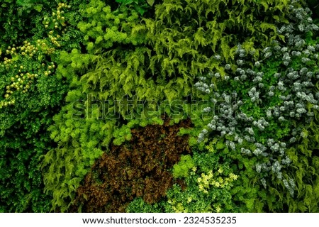 Close up green decorative leaf, abstract background, nature pattern, tropical leaf, dark leaf