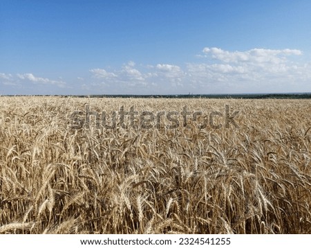 A field of wheat on the background of a blue sky
