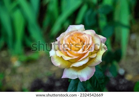 A pink rose grows in the garden in June