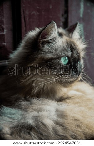 Another picture of a cat bred between a Turkish Angora and a Seal Point Himalayan named Marshall.