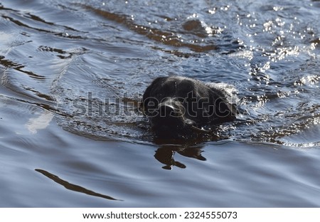 A black labrador swims in the river with a stick in his mouth.