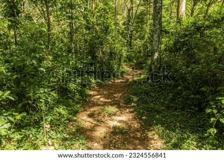 Hiking trail in Kakamega Forest Reserve, Kenya Royalty-Free Stock Photo #2324556841