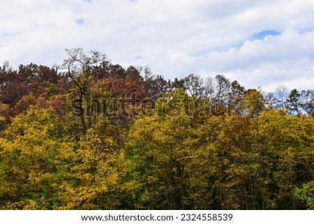 Tall trees of dense forest with autumn colors of leaves