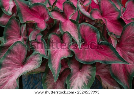 Floral pattern with young spring of Caladium leaves. It's the natural texture of  fresh green leaf 
