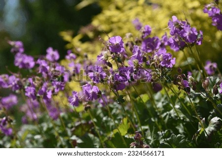 Geranium grows and blooms in the garden in summer Royalty-Free Stock Photo #2324566171