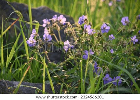 Geranium grows and blooms in the garden in summer Royalty-Free Stock Photo #2324566201