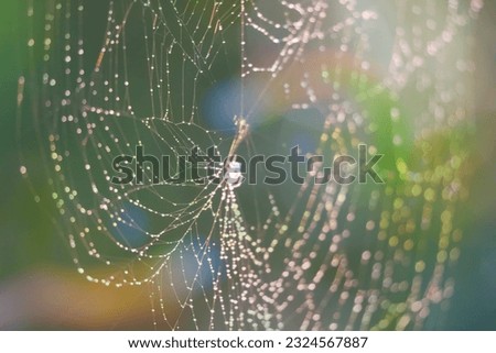 rain drop blurred spiderweb natural abstract rainbow garden background