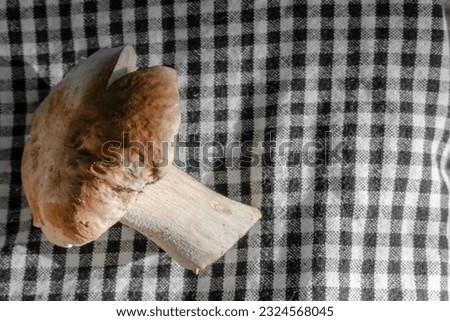 Mushroom Boletus on a checkered background. Fresh white mushrooms. Ceps Boletus edulis on a dark background, close-up on a wooden rustic table, top view. 