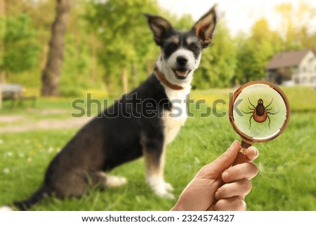 Cute dog outdoors and woman showing tick with magnifying glass, selective focus. Illustration Royalty-Free Stock Photo #2324574327