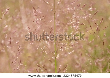 The Common Bent grass and seed heads