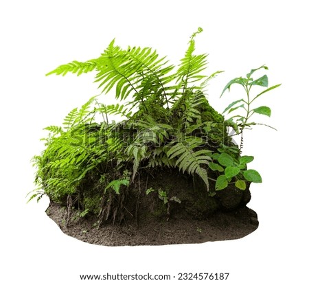 Tropical plant  flower bush shrub tree isolated on white background with clipping path. Royalty-Free Stock Photo #2324576187