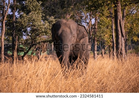 Chasing elephant spotted in Kanha Tiger Reserve, India.
