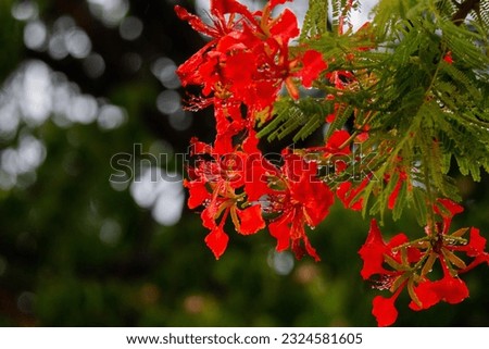 Royal Poinciana is a tropical tree native to South America. But it is popular in Thailand because of its colorful flowers.