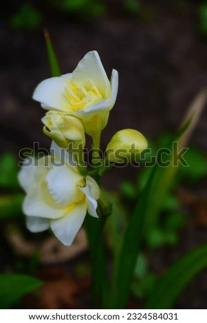 White-Yellow Freesia during Summer. Stock Photo