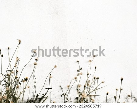 beautiful white flower wall background