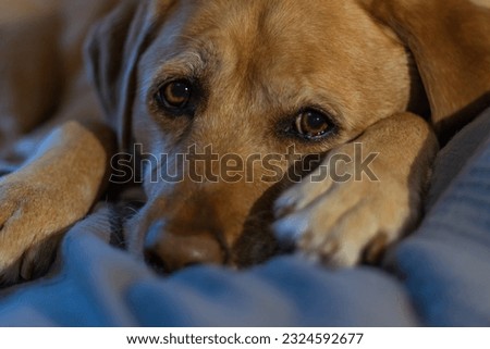 Sad, unhappy, bored fox red yellow labrador retriever laying on grey human bed