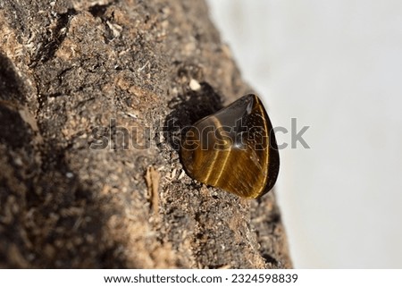 Polished tiger eye on on natural wooden background, a closeup of brown mineral with golden stripes, a macro shot of gemstone, healing concept, geology, mineralogy.Glittering stone with golden stripes.