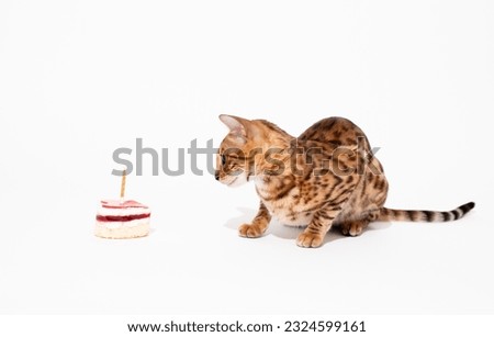 Cute and curious bengal kitten looks at  birthday cake , studio shooting. Anniversary and holiday concept photo