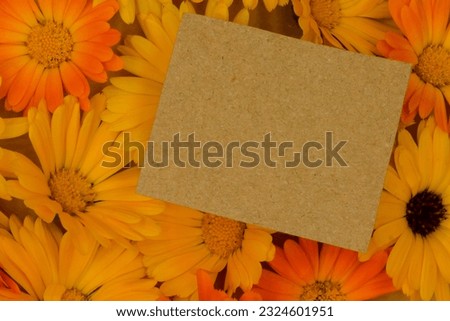 background with yellow flowers,calendula,
yellow and orange flowers