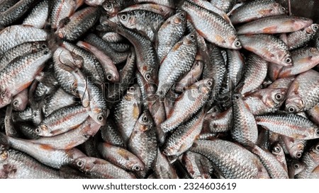 Group of puti fish for a fish market