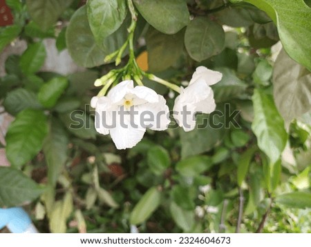 Tabernaemontana divaricata, commonly called pinwheel flower, crape jasmine, East India rosebay, and Nero's crown, is blooming in the garden. Natural background.