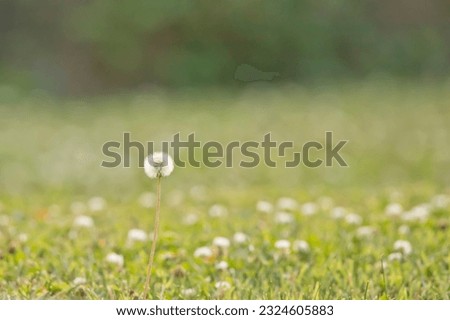 White dandelion in a field of clover on a spring day in Iowa