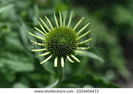 the flower of the medicinal plant Echinacea is spreading